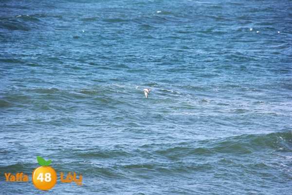 mina2 yaffaj343 (25).JPG